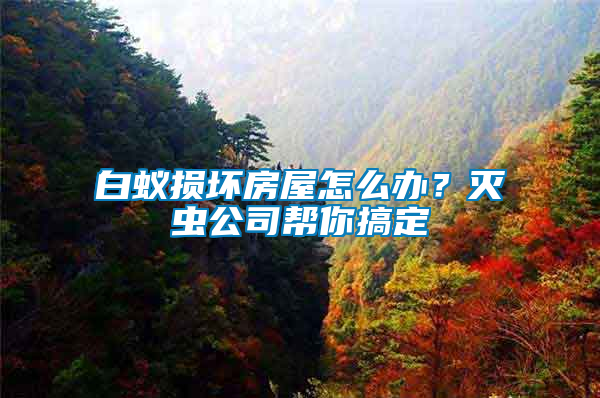 白蟻損壞房屋怎么辦？滅蟲公司幫你搞定