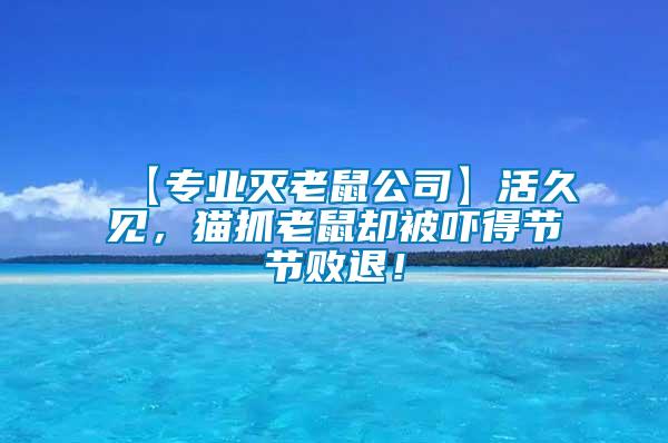 【專業(yè)滅老鼠公司】活久見，貓抓老鼠卻被嚇得節(jié)節(jié)敗退！