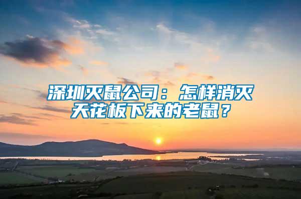 深圳滅鼠公司：怎樣消滅天花板下來的老鼠？