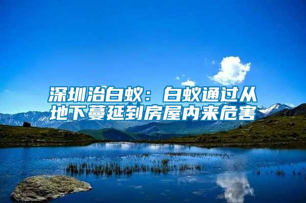 深圳治白蟻：白蟻通過(guò)從地下蔓延到房屋內(nèi)來(lái)危害