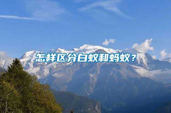 怎樣區(qū)分白蟻和螞蟻？