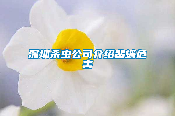 深圳殺蟲公司介紹蜚蠊危害