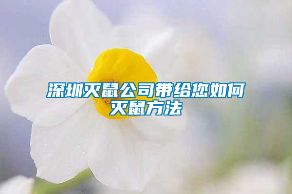 深圳滅鼠公司帶給您如何滅鼠方法