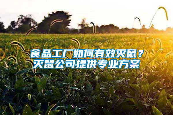 食品工廠如何有效滅鼠？滅鼠公司提供專業(yè)方案