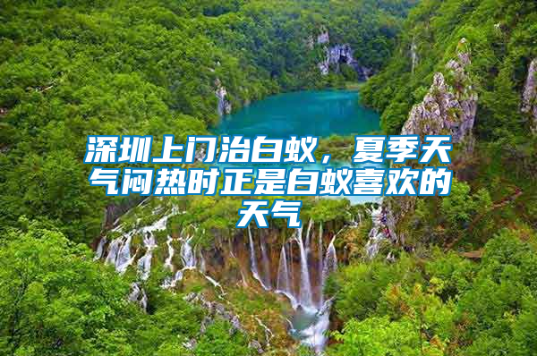 深圳上門治白蟻，夏季天氣悶熱時正是白蟻喜歡的天氣