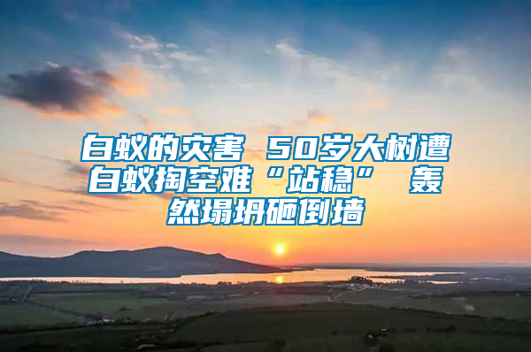 白蟻的災(zāi)害 50歲大樹遭白蟻掏空難“站穩(wěn)” 轟然塌坍砸倒墻