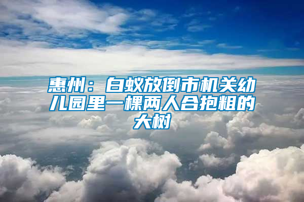 惠州：白蟻放倒市機關(guān)幼兒園里一棵兩人合抱粗的大樹