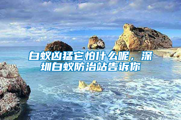 白蟻兇猛它怕什么呢，深圳白蟻防治站告訴你