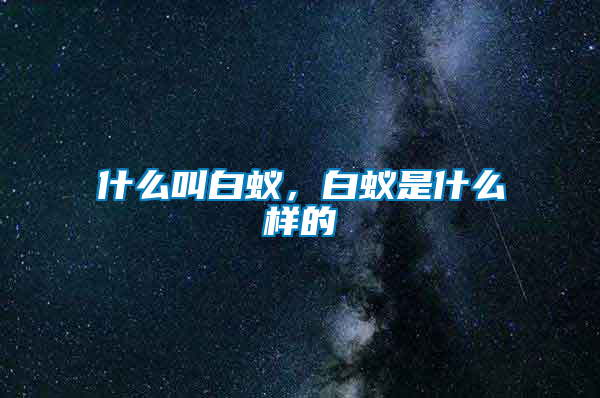 什么叫白蟻，白蟻是什么樣的