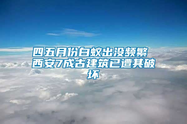 四五月份白蟻出沒頻繁 西安7成古建筑已遭其破壞