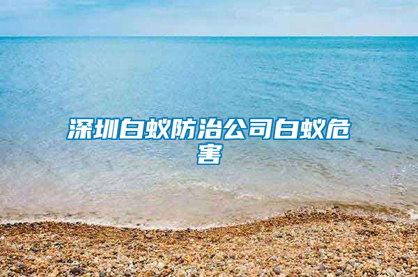 深圳白蟻防治公司白蟻危害