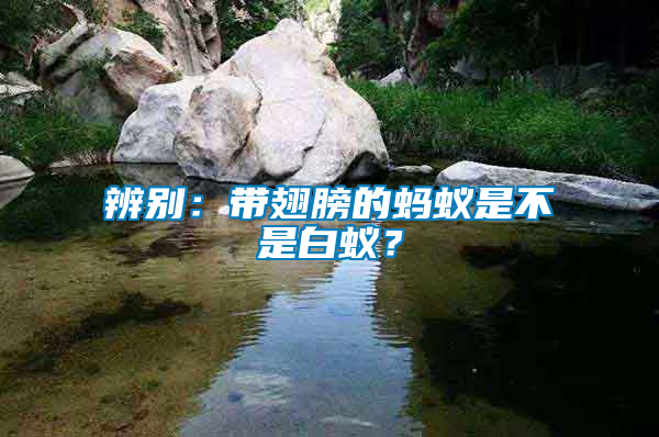 辨別：帶翅膀的螞蟻是不是白蟻？